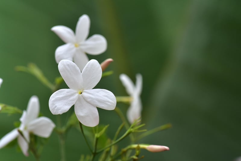 Starlight Jasmine