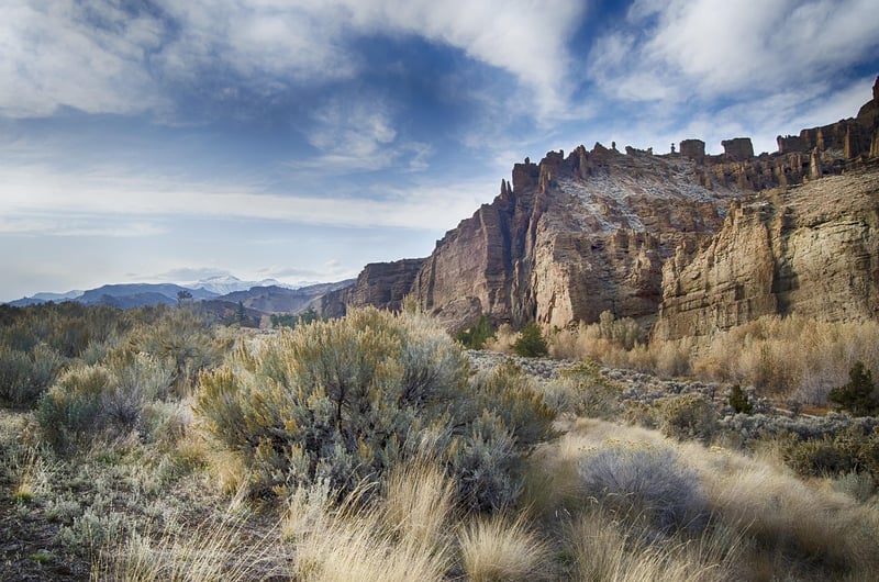 Celestial Sagebrush